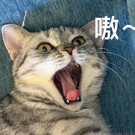 朝阳